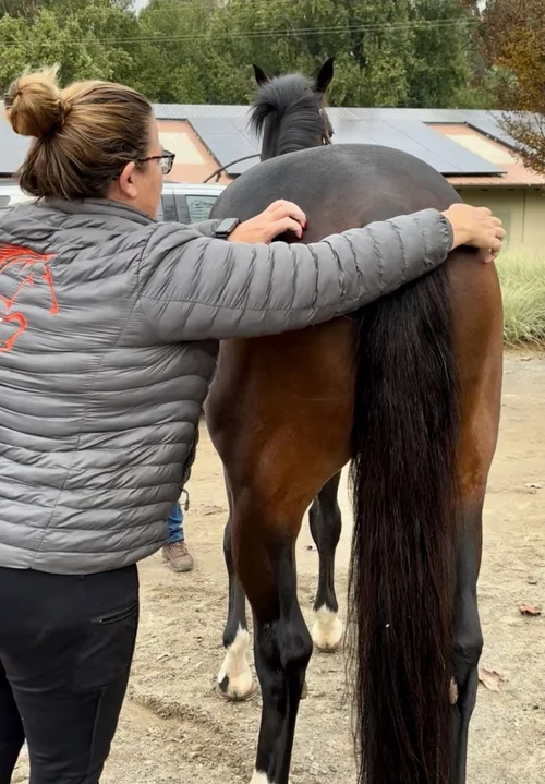 equine-rehabilitation-petaluma