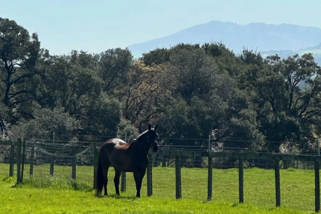 equine-retirement-petaluma