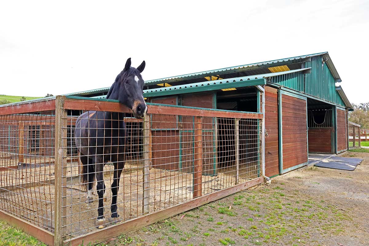 mof-stall-runs