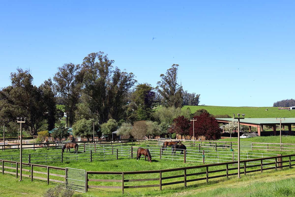 irrigated-pastures-melody-oak-farm