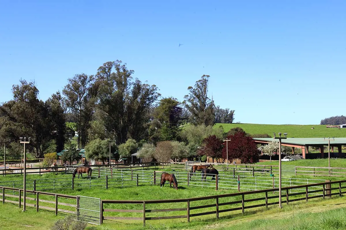 irrigated-pastures-melody-oak-farm