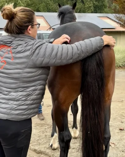 animals-in-motion-equine-rehabilitation